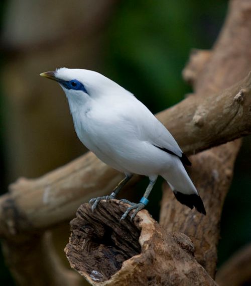 526px-Leucopsar_rothschildi_-Brookfield_Zoo,_Chicago,_USA-8a_(1)