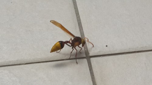 Looking for its demolished nest