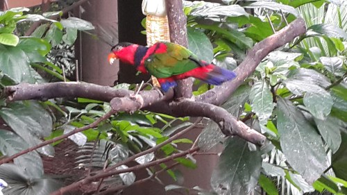 Meanwhile, a Black-capped Lori feeds undisturbed in the nearby Edward Youde Aviary