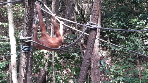 A young male Orang Utan relaxes during feeding at a rehabilitation center