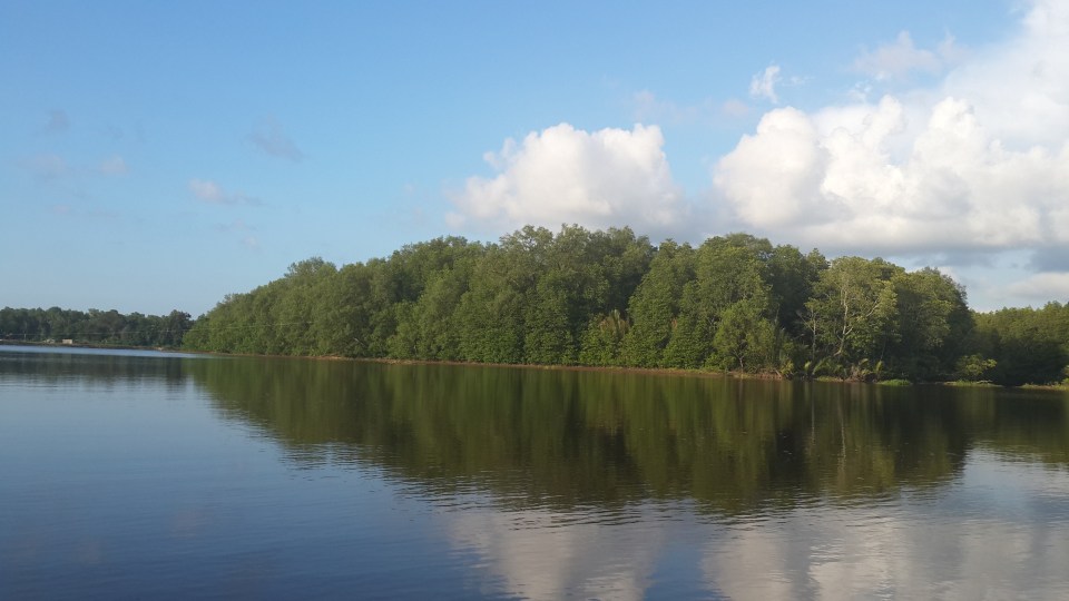After nightfall, fireflies emerge from the trees like thousands of falling stars. During the daytime, proboscis monkeys, looking like simian philosophers, forage in the undergrowth
