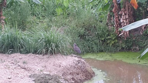 Bitterns are facing habitat loss worldwide