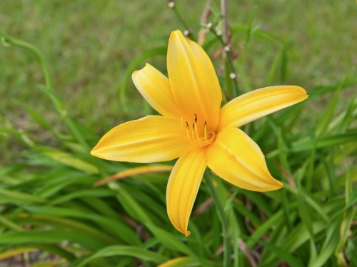 Hemerocallis_lilioasphodelus_flower