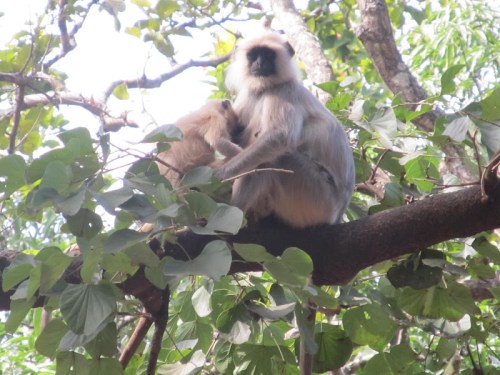 Watching over the cooking fires: Hanuman Langurs
