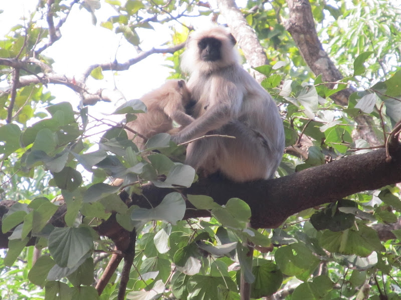 Watching over the cooking fires: Hanuman Langurs