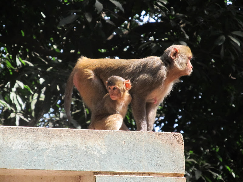 Not invited to the banquet: Rhesus Macaques