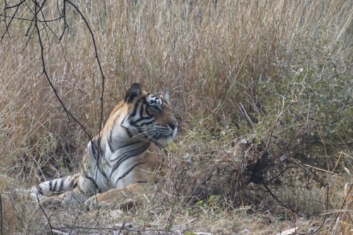 Shere Khan. Her real name, said the guide, is Noor...