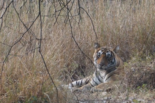 ...or Mala, or more prosaically, T-39, the mother of 3 healthy cubs