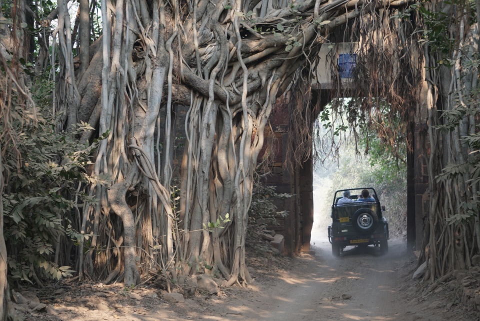 the entrance to the reserve is through the old Ranthambore fortress gate