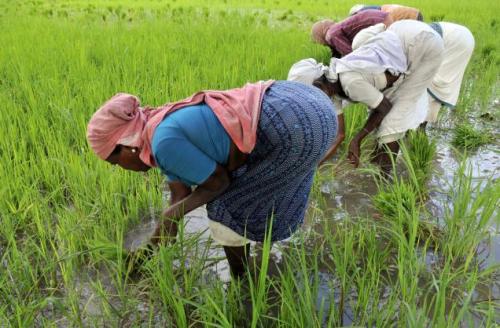 They can plant and reap, but they can't sow again without buying seed...