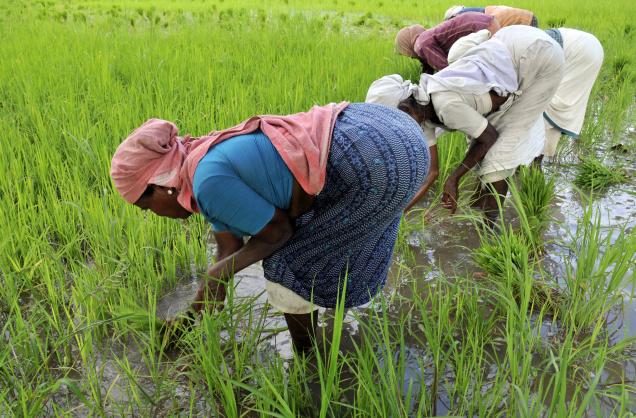 They can plant and reap, but they can't sow again without buying seed...