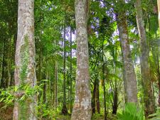 A stand of endangered agarwood trees