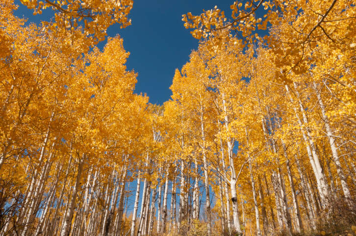 The Stupandous Pando trees of Utah, with a shared common root