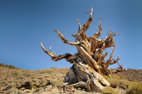 Bristlecone Pine in Ancient Bristlecone Pine Forest