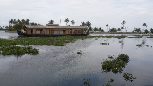 Houseboat on Vembanad lake amidst clumps of water hyacinth.