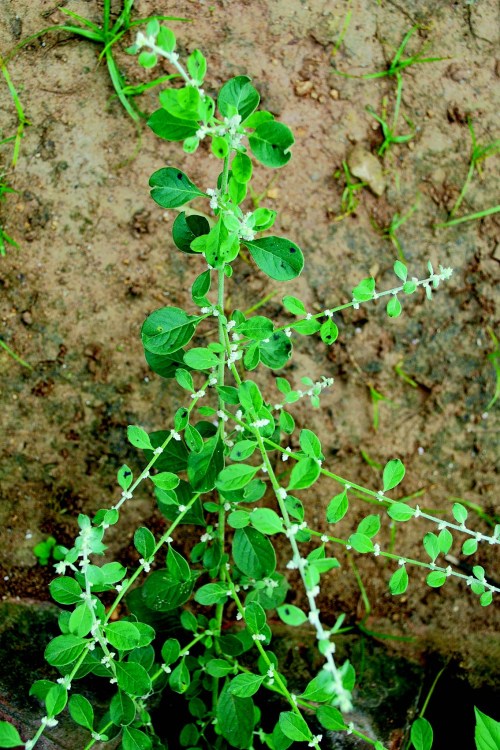 Aerva Lanatea, used to treat kidney stones, Alzheimer, etc.