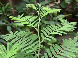 Prosopis spicigera, Shami tree, ayurvedic treatment for intestinal parasitic worms...