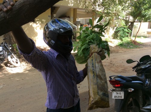 Sukumar with another tree for the school.