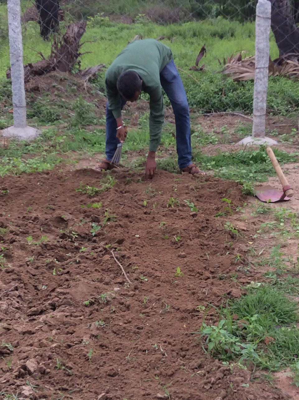 An organic garden, first steps