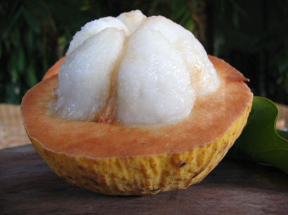 santol2
